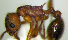 Myrmica rugulosa