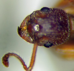 Myrmica rugulosa
