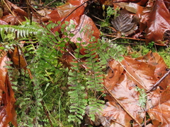 Adiantum aleuticum aleuticum