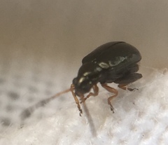 Aphthona