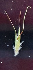 Rytidosperma clavatum