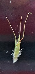Rytidosperma clavatum