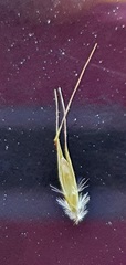 Rytidosperma clavatum