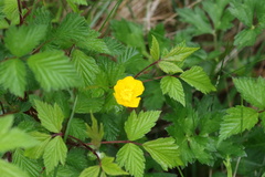 Kerria japonica