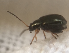 Aphthona