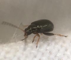 Aphthona