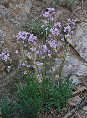 Rhammatophyllum fruticulosum