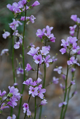 Rhammatophyllum fruticulosum