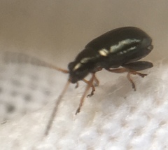 Aphthona
