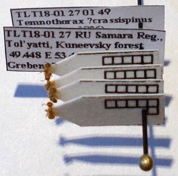 Temnothorax crassispinus