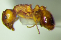 Temnothorax crassispinus