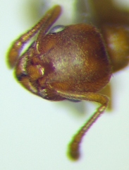 Temnothorax crassispinus