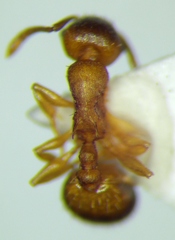 Temnothorax crassispinus