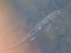 Salvelinus malma