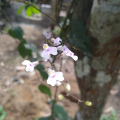 Ionopsis utricularioides