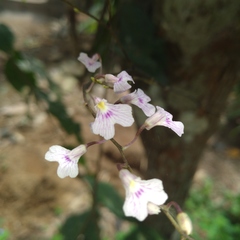 Ionopsis utricularioides