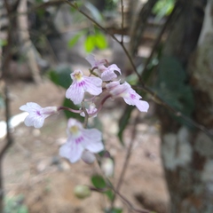 Ionopsis utricularioides