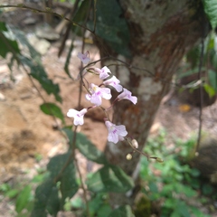 Ionopsis utricularioides