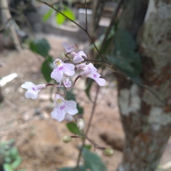 Ionopsis utricularioides