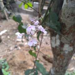 Ionopsis utricularioides