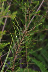 Baeckea frutescens
