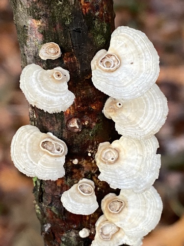 Poronidulus conchifer (Schwein.) Murrill