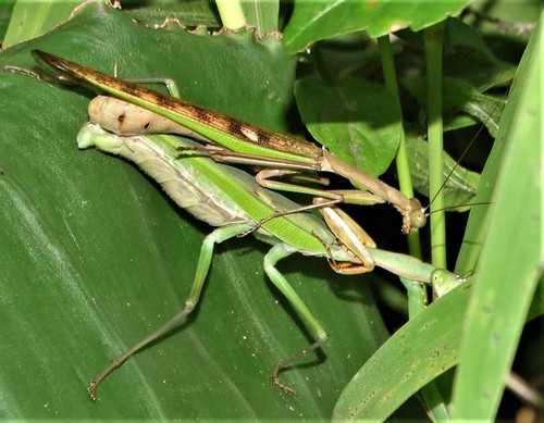 Flag Mantis