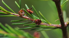 Baeckea frutescens