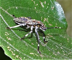 Coenomorpha