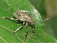 Coenomorpha