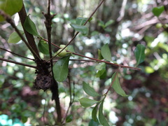 Coffea buxifolia image