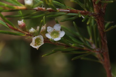 Baeckea frutescens