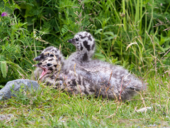 Larus brachyrhynchus
