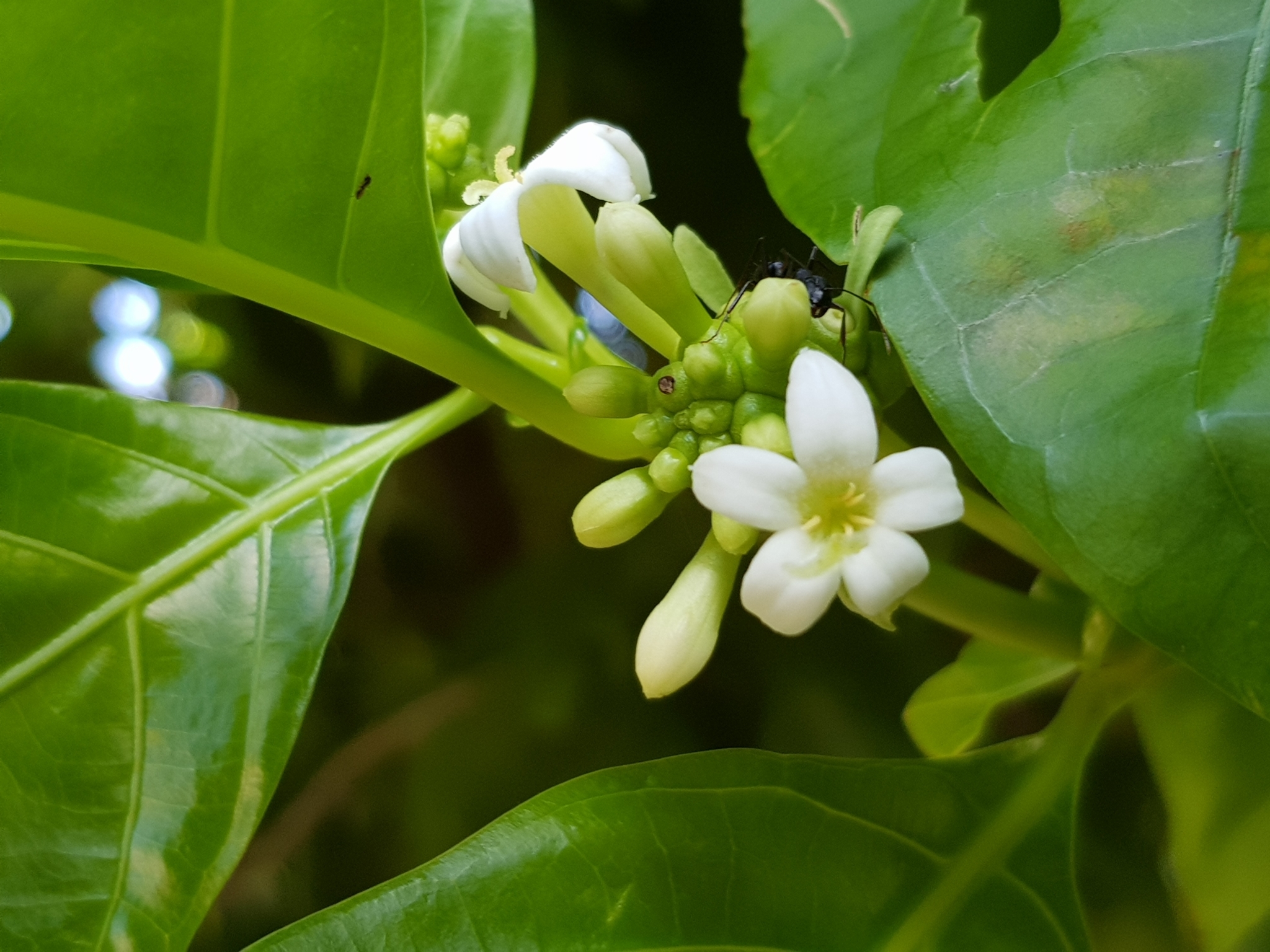 Noni (Morinda Citrifolia) è una pianta rampicante indigena