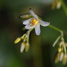 Dianella ensifolia - Photo (c) portioid, alguns direitos reservados (CC BY-SA)