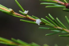 Baeckea frutescens