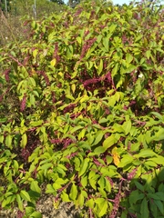 Phytolacca americana