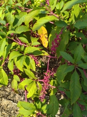 Phytolacca americana