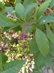 Phytolacca americana