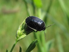 Canthophorus melanopterus