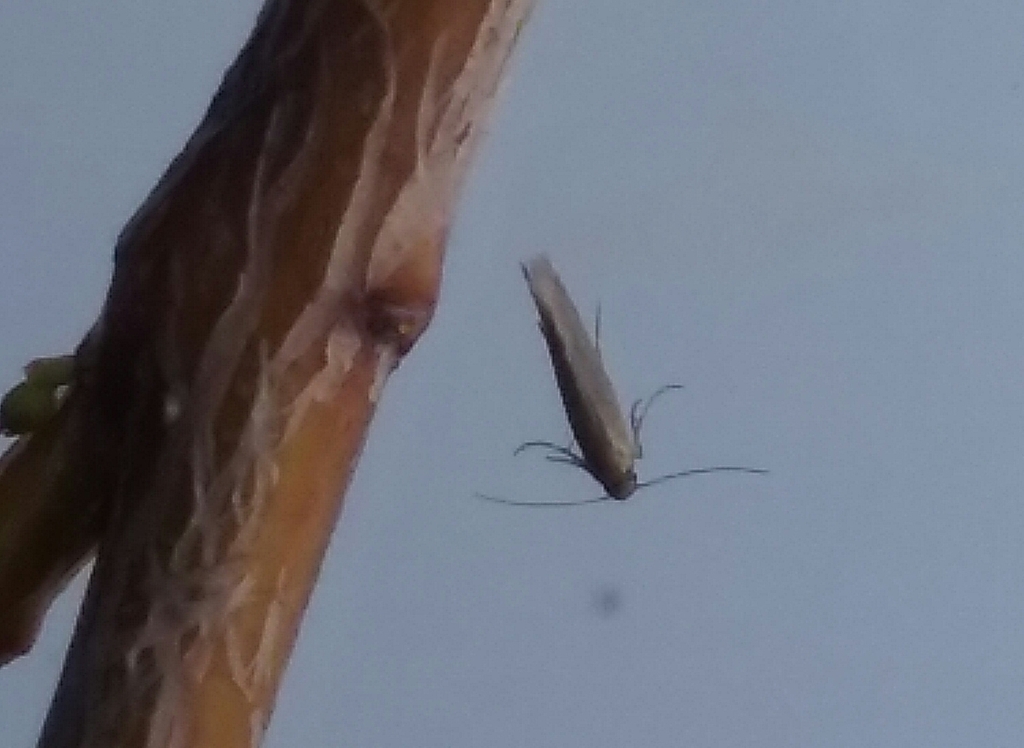 Prophylactis heterophyllax