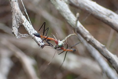 Leptomyrmex rufithorax