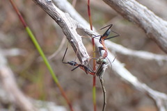 Leptomyrmex rufithorax