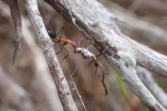 Leptomyrmex rufithorax
