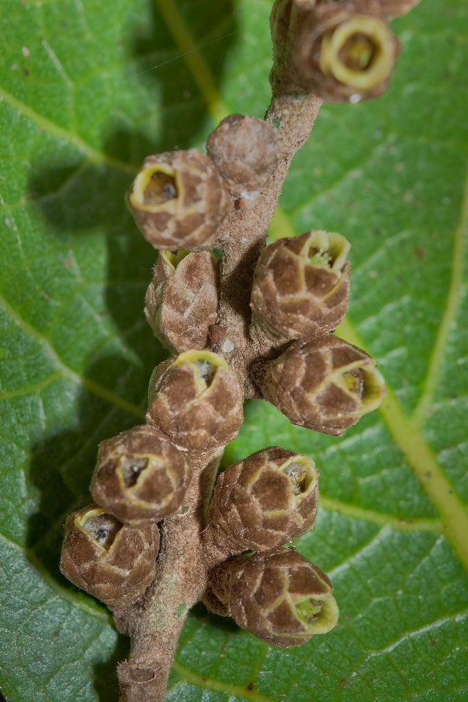 carronia