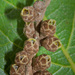 Carronia multisepalea - Photo (c) Craig Robbins, algunos derechos reservados (CC BY-NC), subido por Craig Robbins