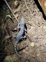 Cyrtodactylus