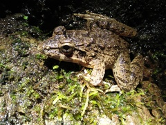 Limnonectes macrodon