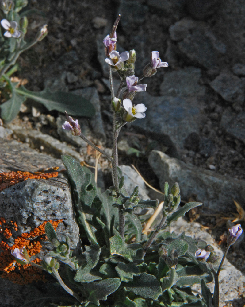 Crucihimalaya rupicola