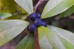 Litsea rotundifolia